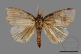 ǦW:Lymantridae sp.