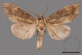 ǦW:Allodontoides tenebrosus fulva