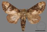 ǦW:Formofentonia orbifer rotundata