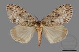 ǦW:Lymantria grisea kosemponis