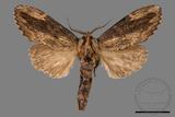 ǦW:Allodontoides tenebrosus fulva