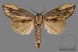 ǦW:Allodontoides tenebrosus fulva