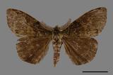 ǦW:Ilema olivacea