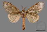 ǦW:Syntypistis perdix confusa