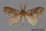 ǦW:Lymantria grisea kosemponis