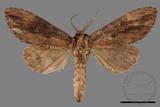 ǦW:Allodontoides tenebrosus fulva