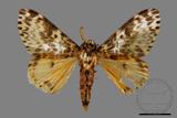 ǦW:Lymantria mathura subpallida