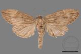 ǦW:Allodontoides tenebrosus fulva