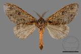 ǦW:Syntypistis perdix confusa