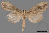 ǦW:Allodontoides tenebrosus fulva