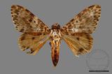 ǦW:Lymantria mathura subpallida