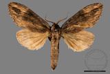 ǦW:Allodontoides tenebrosus fulva