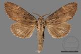 ǦW:Allodontoides tenebrosus fulva