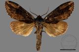 ǦW:Allodontoides tenebrosus fulva