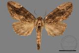 ǦW:Allodontoides tenebrosus fulva