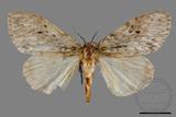 ǦW:Lymantria grisea kosemponis