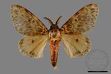 ǦW:Lymantria mathura subpallida