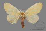 ǦW:Euproctis sp.