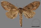 ǦW:Allodontoides tenebrosus fulva