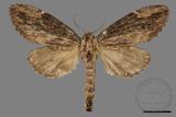 ǦW:Allodontoides tenebrosus fulva