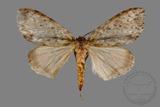 ǦW:Lymantria grisea kosemponis