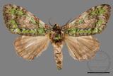 ǦW:Somera viridifusca viridifusca