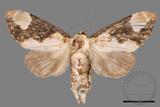 ǦW:Formofentonia orbifer rotundata