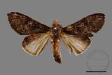 ǦW:Vaneeckeia pallidifascia centrobrunnea