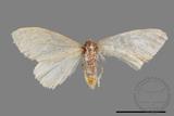 ǦW:Lymantriidae Lymantriidae