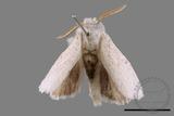 ǦW:Cnethodonta grisescens baibarana