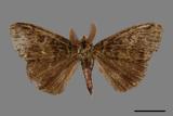 ǦW:Ilema olivacea