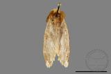 ǦW:Lymantriidae Lymantriidae