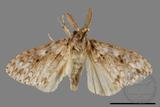 ǦW:Lymantria grisea kosemponis