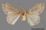 ǦW:Lymantria grisea kosemponis