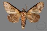 ǦW:Formofentonia orbifer rotundata