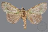 ǦW:Somera viridifusca viridifusca