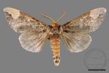 ǦW:Phalera angustipennis