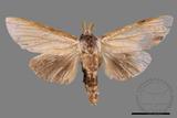 ǦW:Tensha striatella