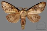 ǦW:Formofentonia orbifer rotundata