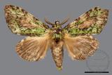 ǦW:Somera viridifusca viridifusca