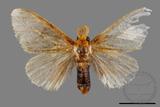 ǦW:Lymantriidae Lymantriidae