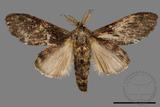 ǦW:Vaneeckeia pallidifascia centrobrunnea