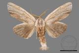 ǦW:Tensha striatella