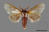 ǦW:Cnethodonta grisescens baibarana