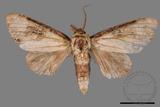 ǦW:Formofentonia orbifer rotundata