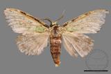 ǦW:Somera viridifusca viridifusca