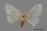 ǦW:Lymantriidae Lymantriidae