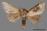 ǦW:Formofentonia orbifer rotundata