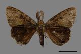 ǦW:Ilema olivacea