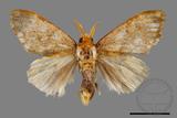 ǦW:Lymantriidae Lymantriidae